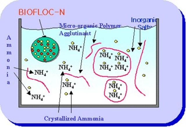Công nghệ Biofloc chữa bệnh cho tôm