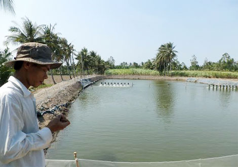 Tình hình tôm nuôi thiệt hại ở Sóc Trăng đáng lo ngại
