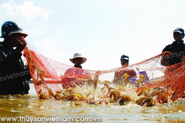Kỳ vọng trước mùa tôm mới