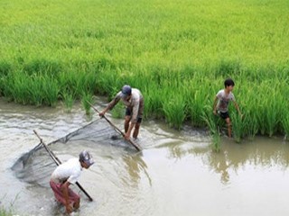 Mô hình nuôi tôm trong ruộng lúa phát triển mạnh ở ĐBSCL