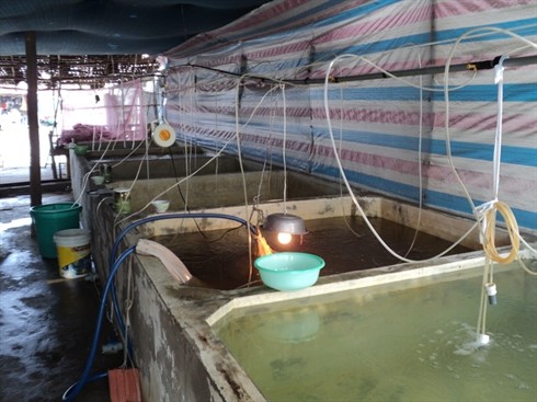 Vụ tôm mới, nỗi lo cũ