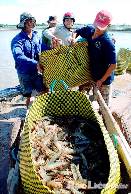 Thả nuôi vụ tôm mới hơn 30.620 ha