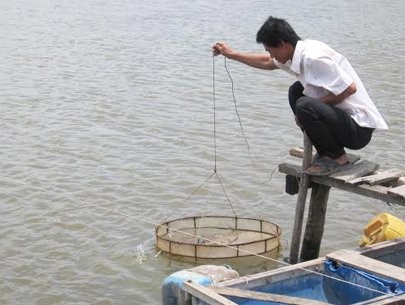 Dịch bệnh trên tôm, cá tra diễn biến phức tạp