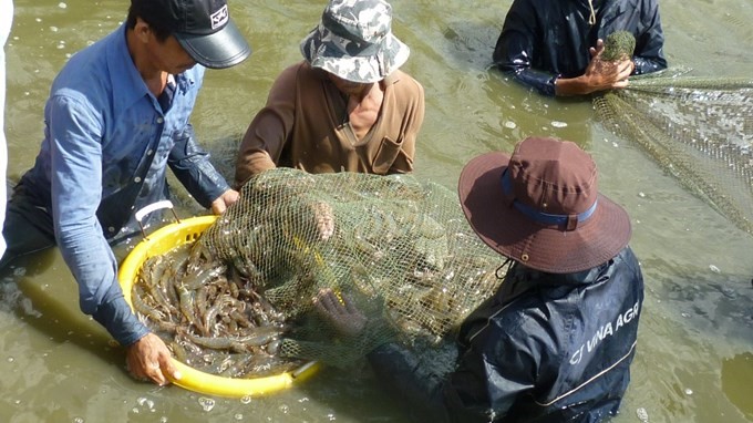 Sóc Trăng công bố dịch tôm