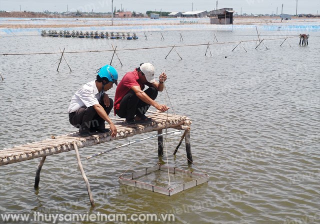 ĐBSCL: Năm 2014, sẽ đưa 596.000 ha diện tích mặt nước vào nuôi tôm
