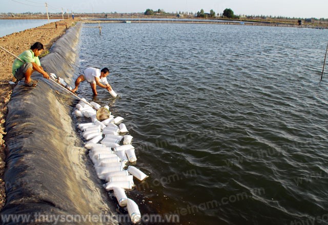 Kiên Giang: Thả nuôi trên 70.000 ha diện tích nuôi tôm