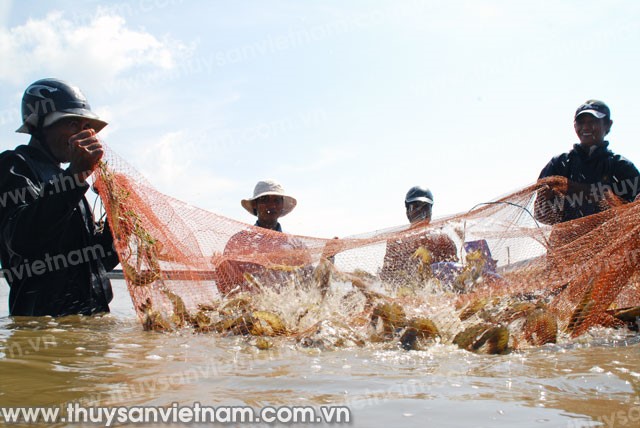 Quản lý “đuổi” không kịp con tôm?