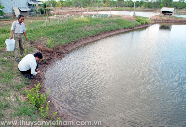 Bạc Liêu: Hơn 1.510 ha tôm nuôi bị thiệt hại do nắng nóng