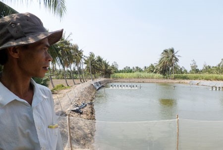Nuôi tôm tự phát xứ cù lao… bao nhiêu điện cho đủ?