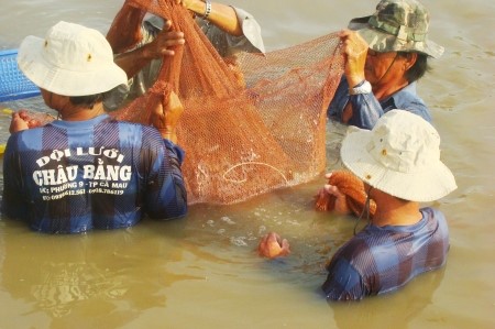 Tôm nuôi có nguy cơ bùng phát dịch, ngành thú y gặp khó