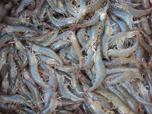Trà Vinh: Giá tôm thẻ chân trắng giảm mạnh