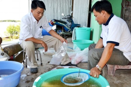 Cà Mau: “Khát” nguồn tôm giống chất lượng