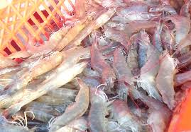 Trà Vinh: Phát triển ồ ạt tôm chân trắng: Tôm rớt giá và bài học cung cầu
