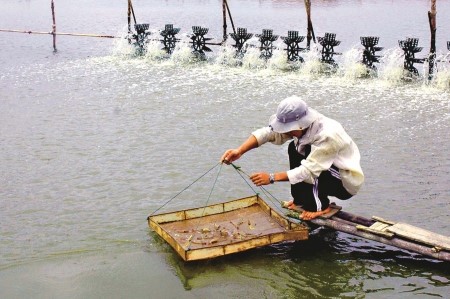 Cà Mau: Nan giải bài toán nuôi tôm công nghiệp tự phát