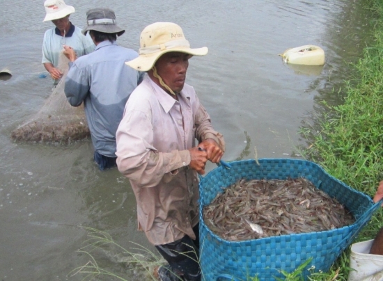 Nông dân điêu đứng vì tôm thẻ chân trắng