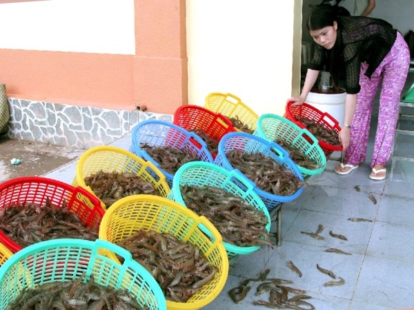 Bến Tre: Giá tôm chân trắng giảm mạnh ngay từ đầu vụ