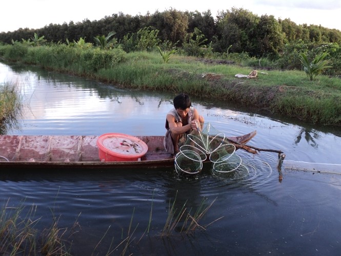Tôm thẻ chân trắng “lấn sân” tôm - lúa