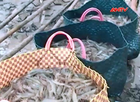 Cà Mau: Nuôi tôm bộc lộ tính thiếu bền vững