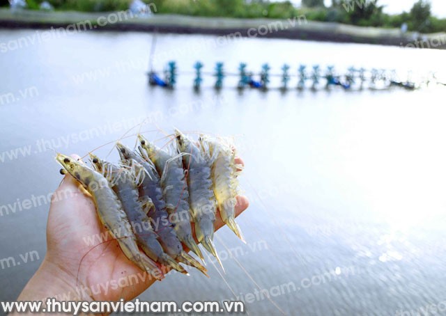 Giống đã tốt sao tôm vẫn chết?