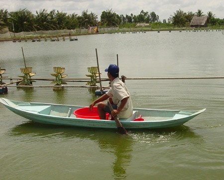 Bạc Liêu: Tôm bị sốc nước chết tăng đột biến