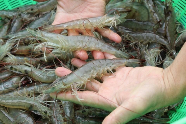 Sản xuất tôm giống sẽ khả quan?