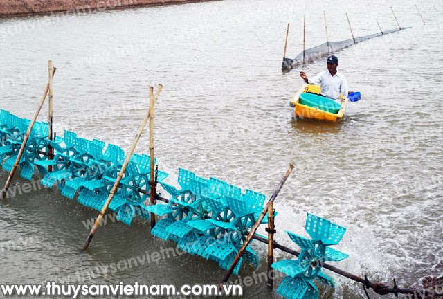 Nhiều bất lợi bủa vây vùng tôm