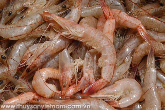 Cà Mau: Dịch bệnh trên tôm nuôi vẫn có xu hướng gia tăng