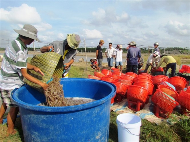 Cà Mau: Ào ạt nuôi tôm công nghiệp