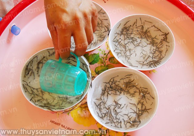 Cần chặt chẽ trong quản lý chất lượng giống tôm nước lợ