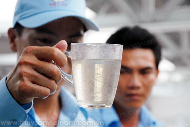 Tôm giống chất lượng cao: Phải đợi đến khi nào?