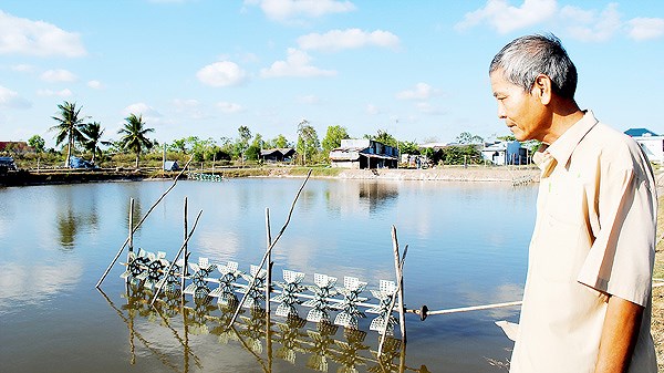 Bất ổn cung - cầu tôm ở Cà Mau