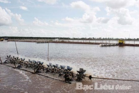 Tôm nguyên liệu tăng giá - nông dân vẫn khổ!