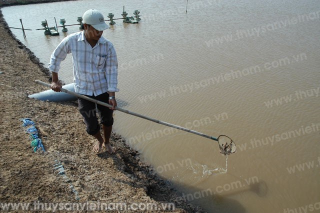 Sóc Trăng: Dịch bệnh trên tôm thiệt hại gần 10.000 ha