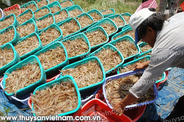Nuôi tôm thẻ chân trắng lại gặp khó