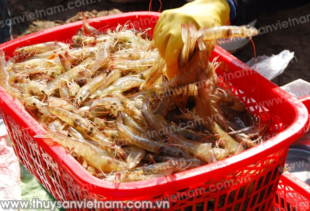 ĐBSCL: Giá tôm nguyên liệu tăng trở lại