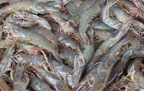 Nuôi tôm thẻ, nhận “quả đắng”