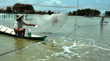 Dịch bệnh trên tôm nuôi từ góc nhìn khoa học