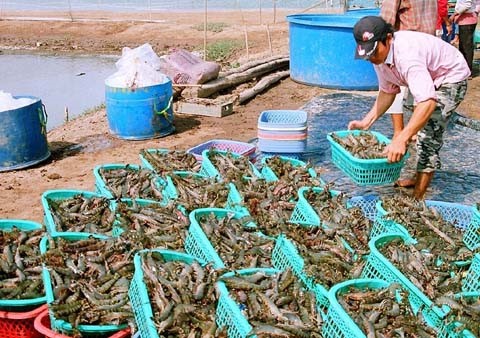 Trăn trở nghề nuôi tôm ở Bạc Liêu