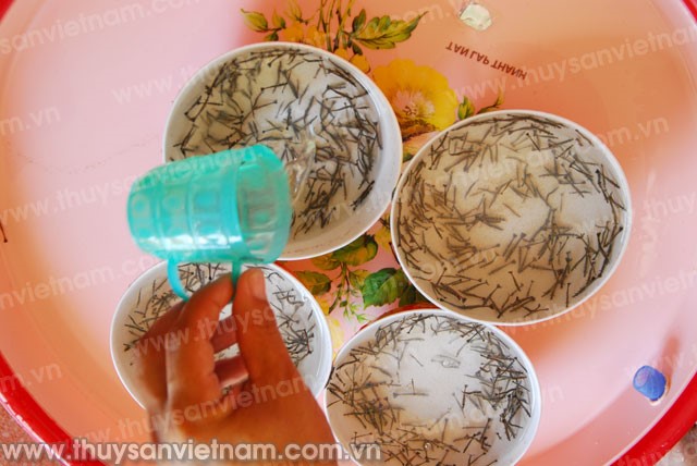 Trà Vinh: Sản xuất hơn 2,6 tỷ tôm giống năm 2015