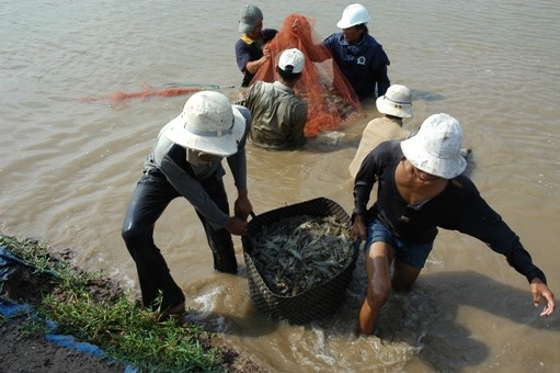 Tháng 7, diện tích thả tôm thâm canh, bán thâm canh tăng nhưng tỉ lệ thiệt hại giảm hơn tháng trước
