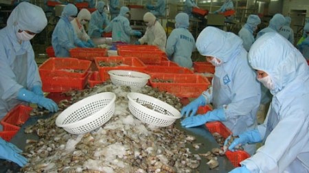 Ồ ạt nuôi tôm: Tiềm ẩn nguy cơ thất bại