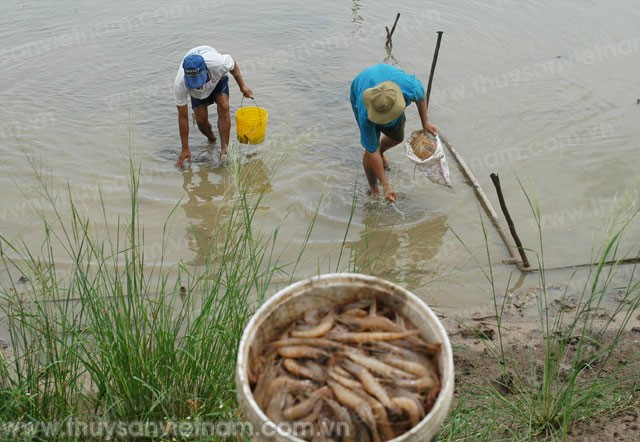 Ngành tôm và những bất ổn