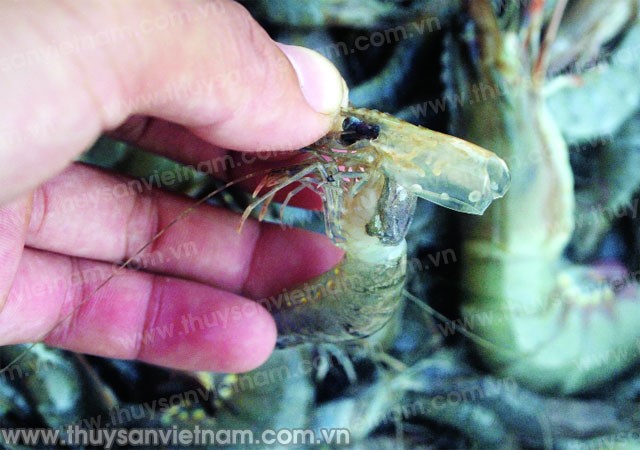 Cẩn trọng với bệnh đốm trắng trên tôm