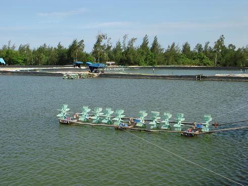 Kể từ ngày 01/02/2015, nuôi tôm nước lợ (tôm sú và tôm chân trắng) phải đáp ứng các điều kiện theo QCVN02-19:2014/BNNPTNT