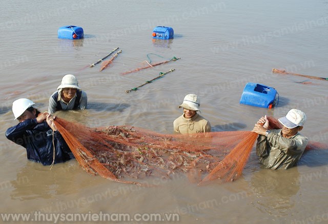 Tôm sú “Trở lại”