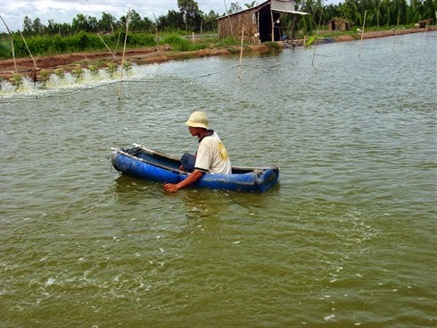 Tiền Giang: Tăng hỗ trợ người nuôi tôm bị thiệt hại