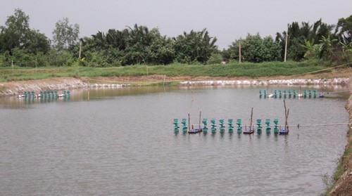 Nuôi thử nghiệm tôm thẻ chân trắng ở cù lao Long Trị, xã Long Đức, thành phố Trà Vinh