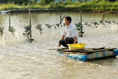 Để nuôi tôm công nghiệp đạt hiệu quả