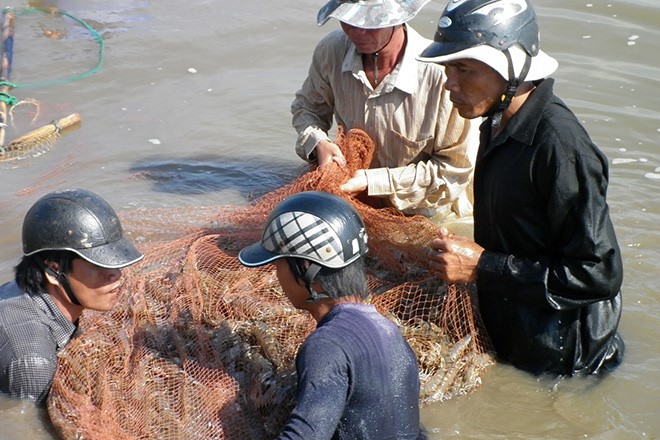 Chung tay nói không với “tôm tạp chất”