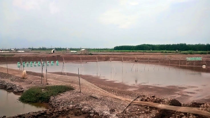 Sóc Trăng: 40% diện tích nuôi tôm thiệt hại